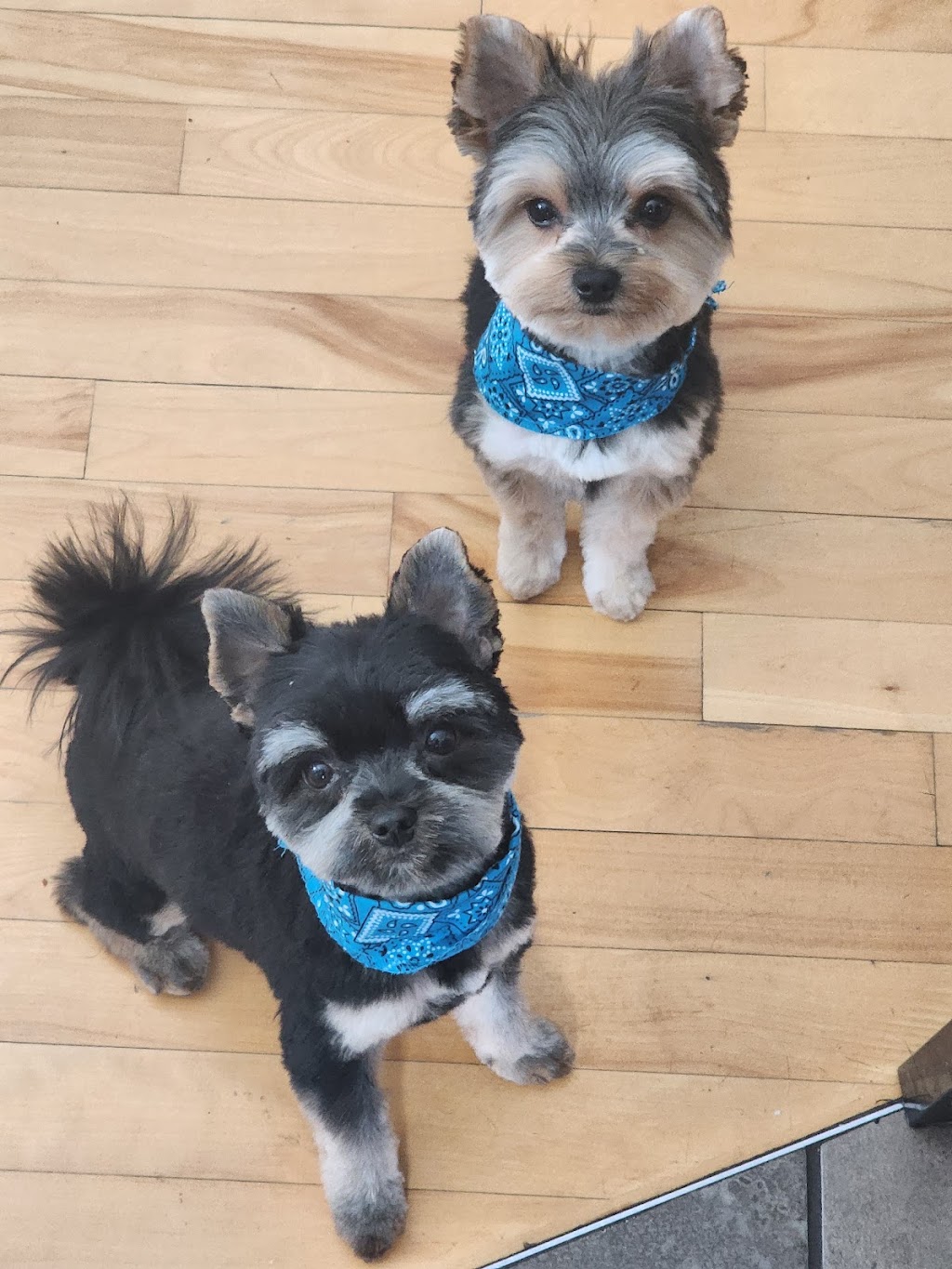 PetSmart | 544 Bayfield St, Barrie, ON L4M 5A2, Canada | Phone: (705) 739-1270