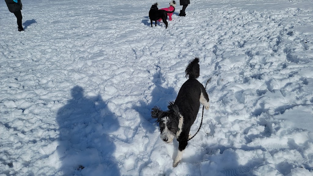 Chelsea Park Off-leash Dog Area | 1277 Chelsea Ave, Port Coquitlam, BC V3B 7J9, Canada | Phone: (604) 927-5496