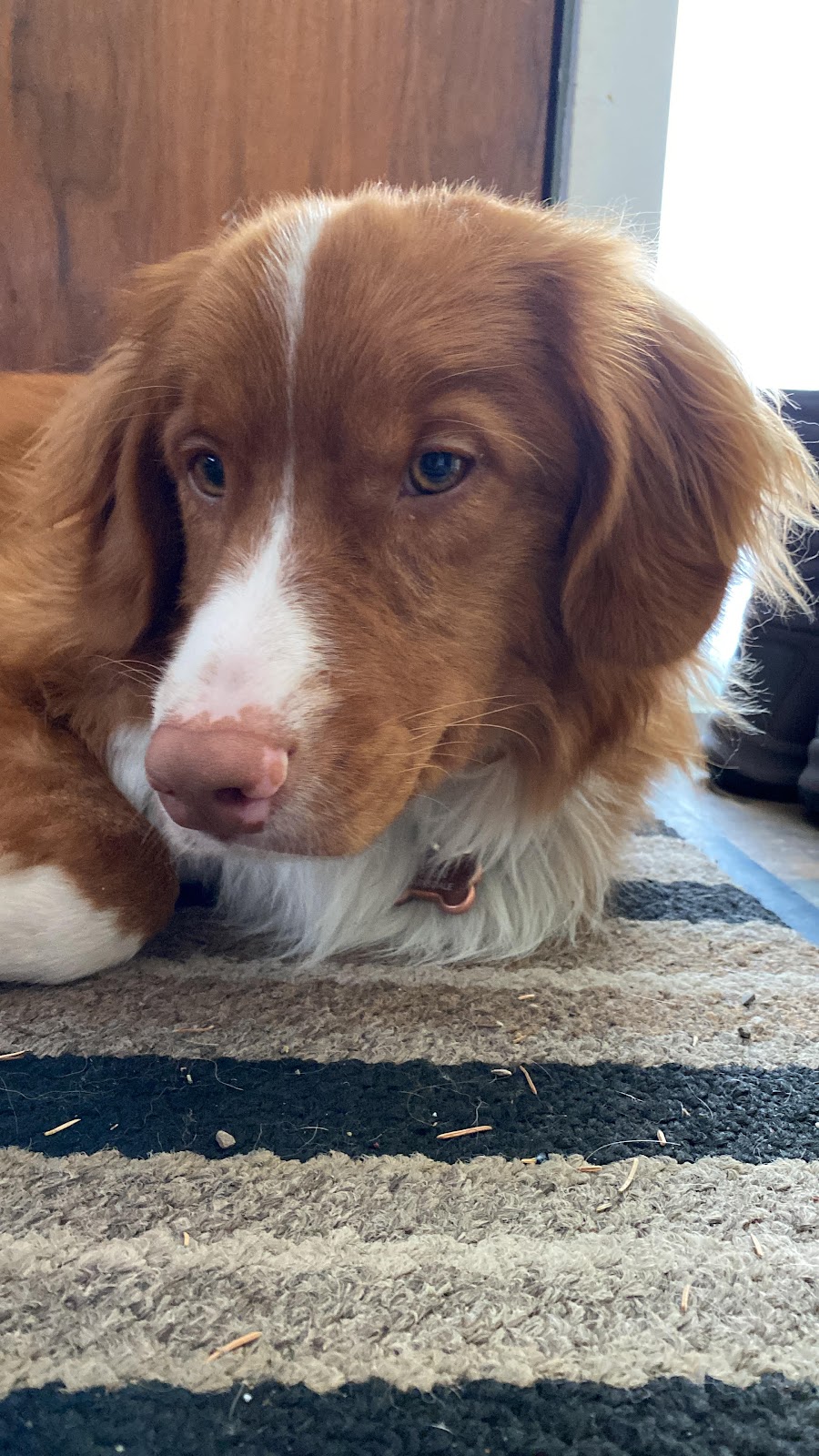 Beinnein Kennels Ltd | 85067 169th Ave W, Priddis, AB T1S 0Z8, Canada | Phone: (403) 931-3110