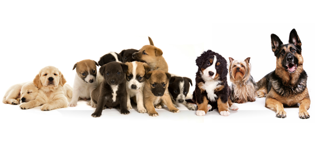 Auberge Canine JDL | 3605 Chem. Benoît, Sainte-Madeleine, QC J0H 1S0, Canada | Phone: (450) 795-6813