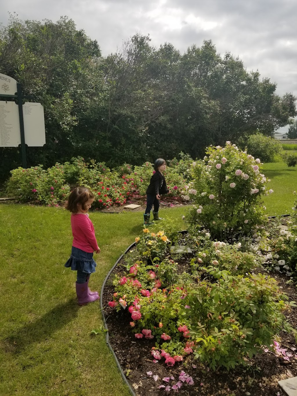 The Millet Memorable Rose Garden | 5020 50 St, Millet, AB T0C 1Z0, Canada | Phone: (780) 387-4554