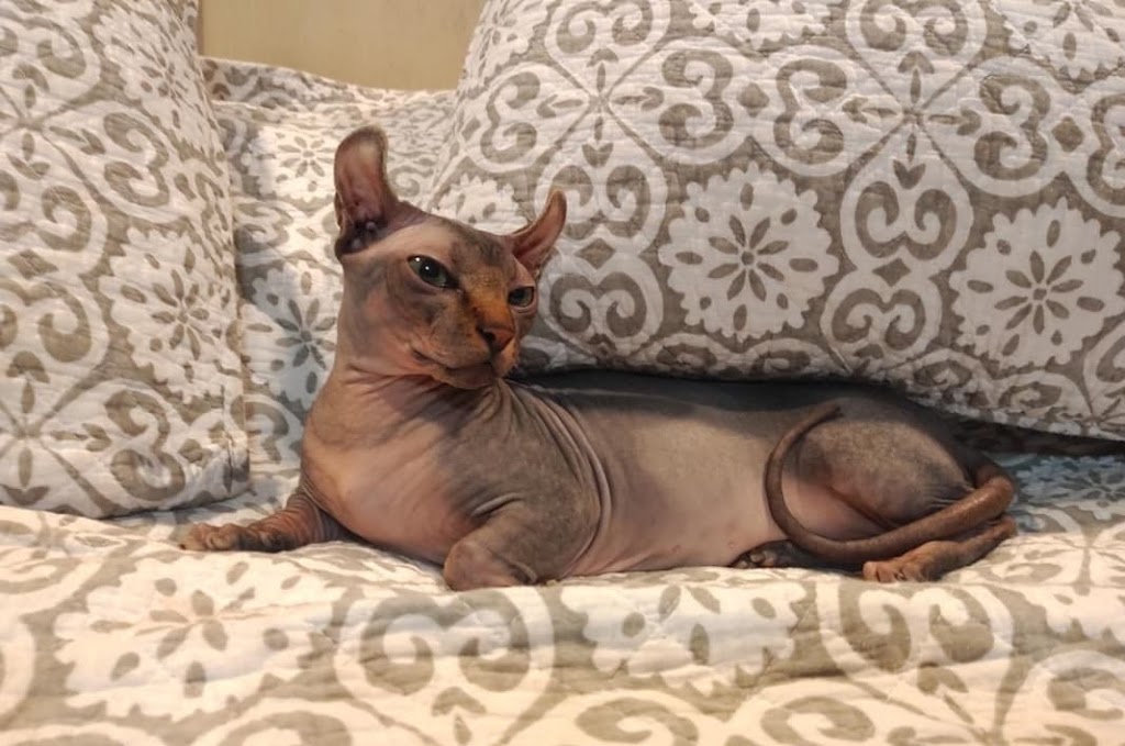 Rare N Bare Sphynx Cattery | 78 Main St S POB 128, Hagersville, ON N0A 1H0, Canada | Phone: (905) 379-4489