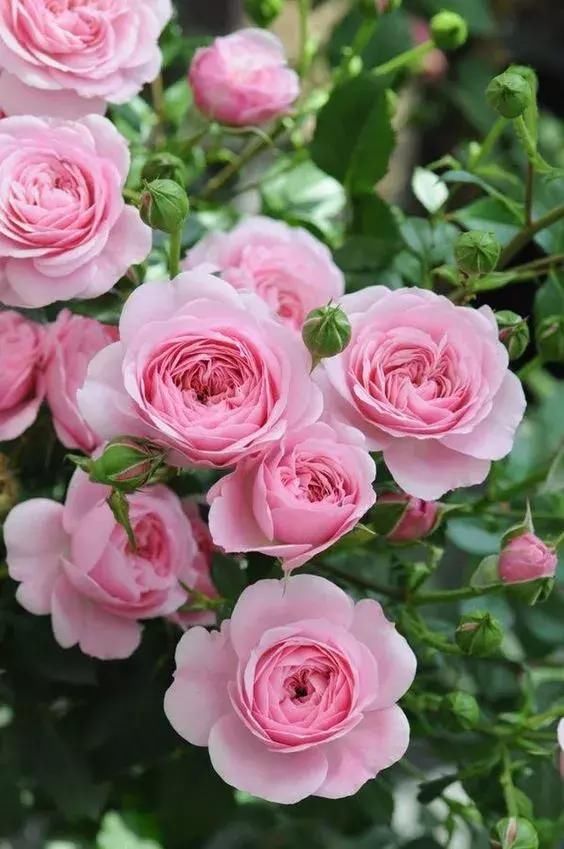 MajorMac Floral Studio | 1480 Major Mackenzie Dr E c12, Richmond Hill, ON L4S 0A1, Canada | Phone: (905) 884-7673
