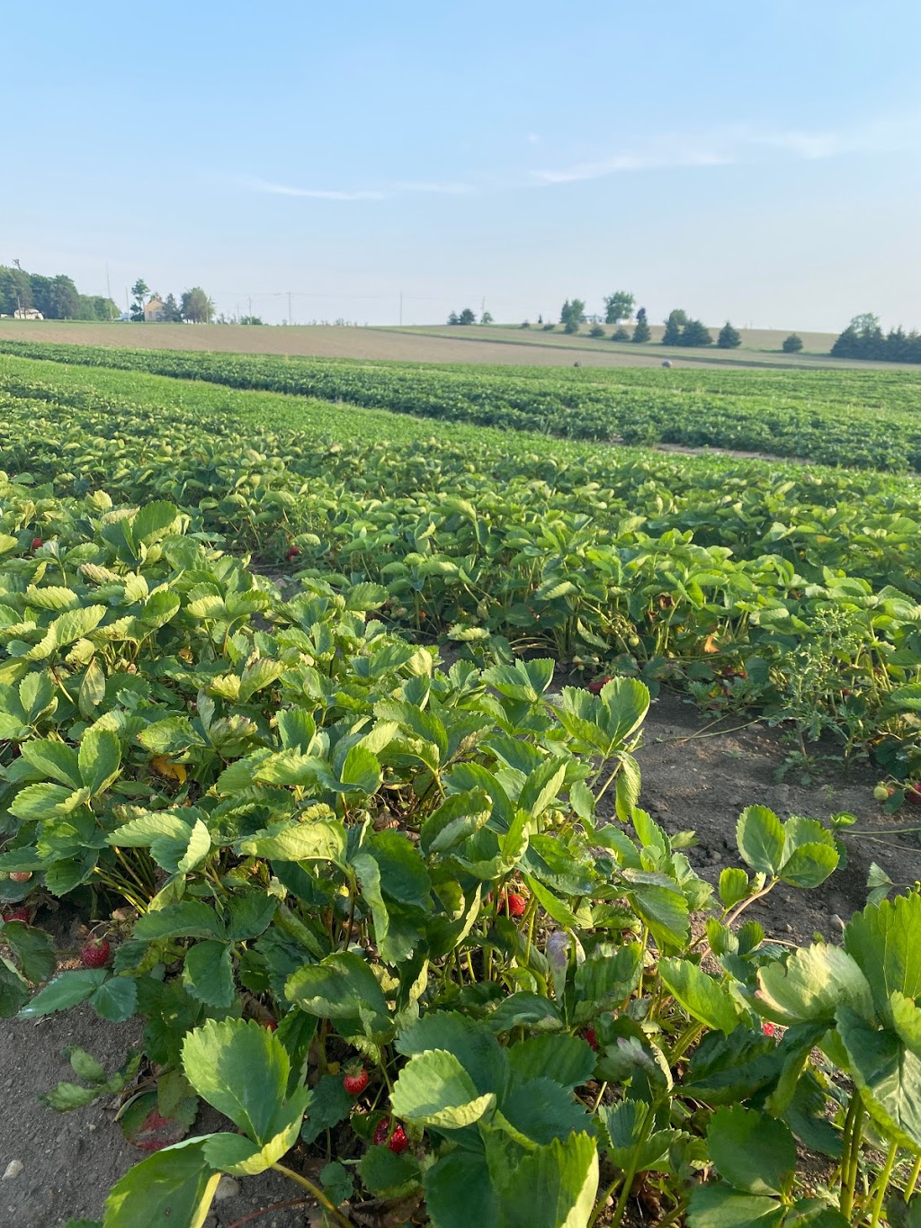 Pinehill Farms | 2662 Huron Rd, New Hamburg, ON N3A 3C9, Canada | Phone: (519) 897-7047