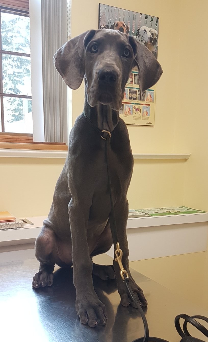 Don Head Village Animal Clinic | 737 Carrville Rd, Richmond Hill, ON L4C 6E5, Canada | Phone: (905) 707-9059