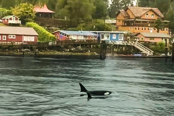 Way Inn | 85 Bamfield Boardwalk, Bamfield, BC V0R 1B0, Canada | Phone: (250) 216-1279