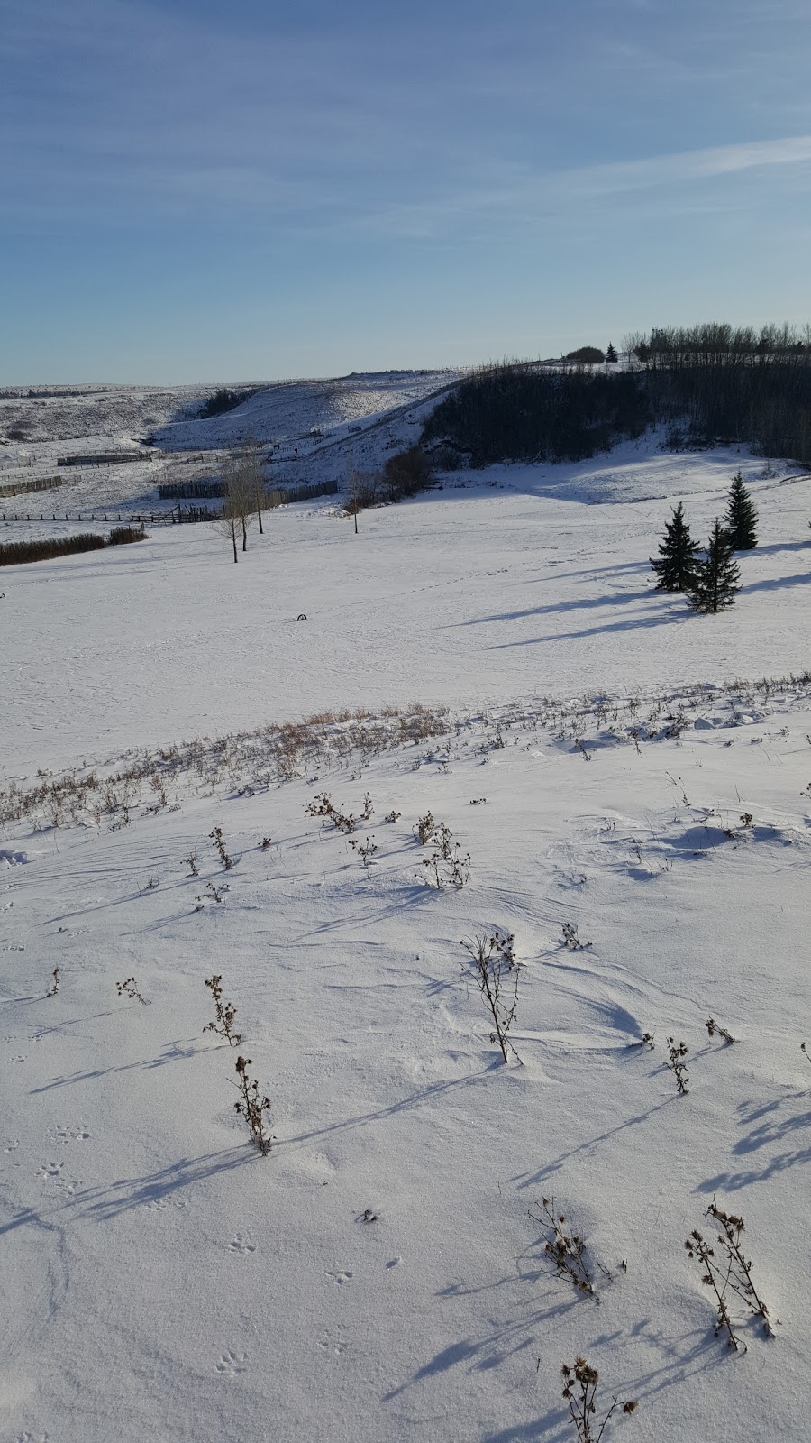 Trochu Golf and Country Club | Highway 21, Trochu, AB T0M 2C0, Canada | Phone: (403) 442-2747