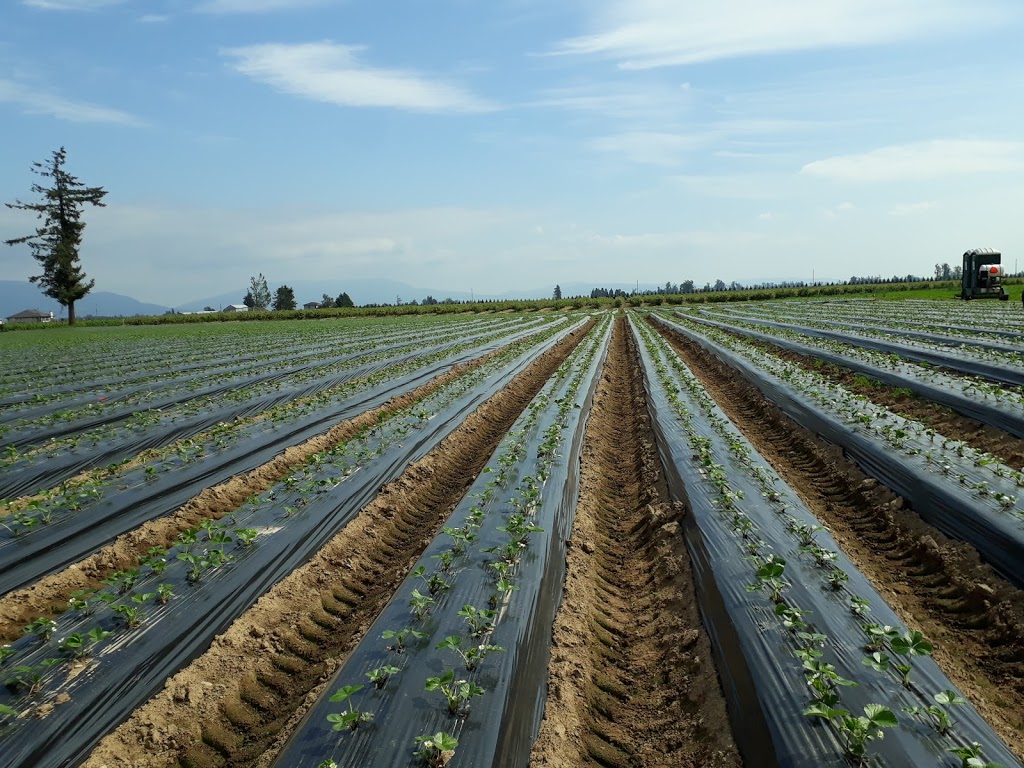Berry Haven Farm | 320 Mount Lehman Rd, Abbotsford, BC V4X 2L4, Canada | Phone: (604) 859-6380
