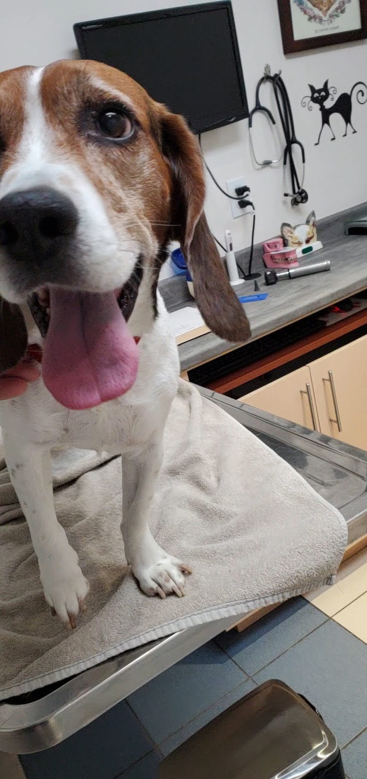 Veterinary Hospital Taché | 345 Boul Alexandre-Taché, Gatineau, QC J9A 1M3, Canada | Phone: (819) 777-5583