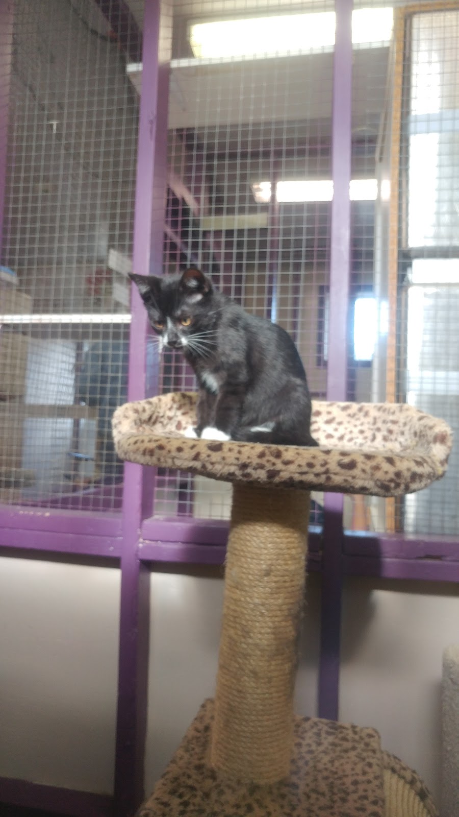BC SPCA Chilliwack Community Animal Centre | 6797 Hopedale Rd, Chilliwack, BC V2R 4L4, Canada | Phone: (604) 823-6612