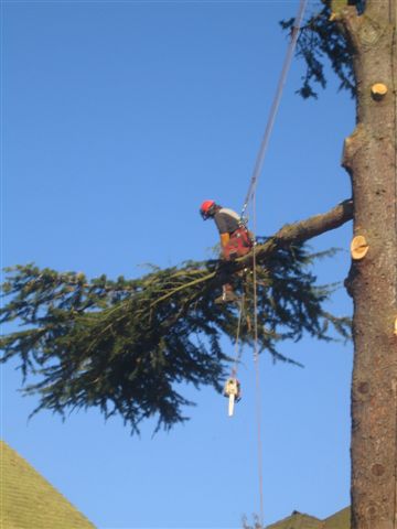 Whistler Tree Services | Pemberton, BC V0N 2L2, Canada | Phone: (778) 877-7265