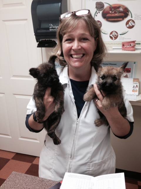 PetFocus Eastern Shore Veterinary Hospital | 5228 Highway 7, Porters Lake, NS B3E 1J8, Canada | Phone: (902) 827-4257