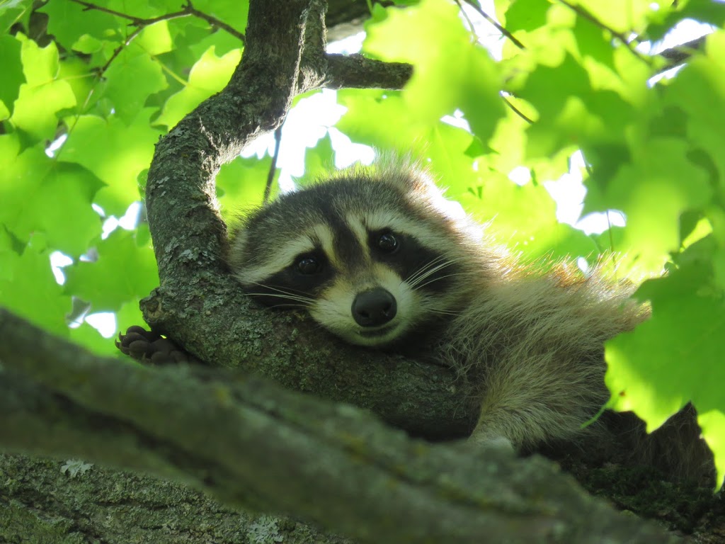 Sleeping Raccoon | 254001-254309 9 Line, Laurel, ON L0N 1L0, Canada