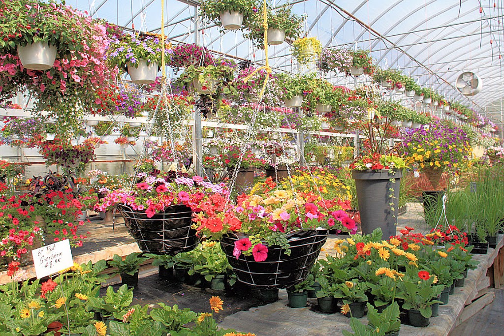 U & K Greenhouses Ltd | 5 Miles North of Indian Head on Highway 56 Call for Hours of Operation, Indian Head, SK S0G 2K0, Canada | Phone: (306) 695-2056