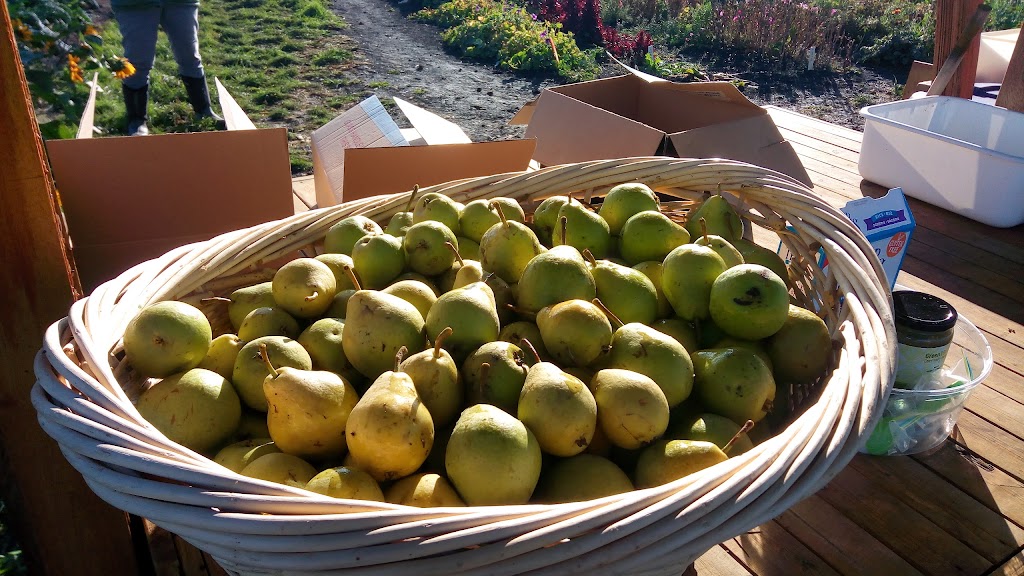 Green and Gold Community Garden | 118 St NW, Edmonton, AB T6H 2V8, Canada | Phone: (780) 492-4087