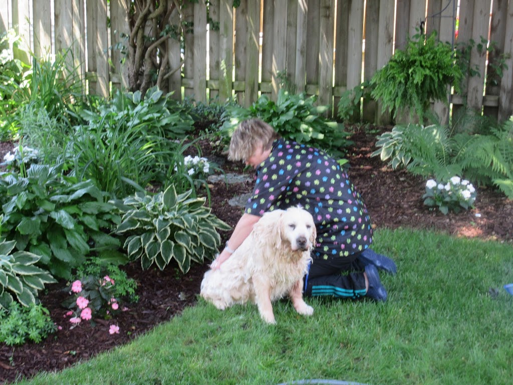 Short n Sweet Pet Grooming | 379 Prince of Wales Dr, Whitby, ON L1N 6M8, Canada | Phone: (289) 685-3364
