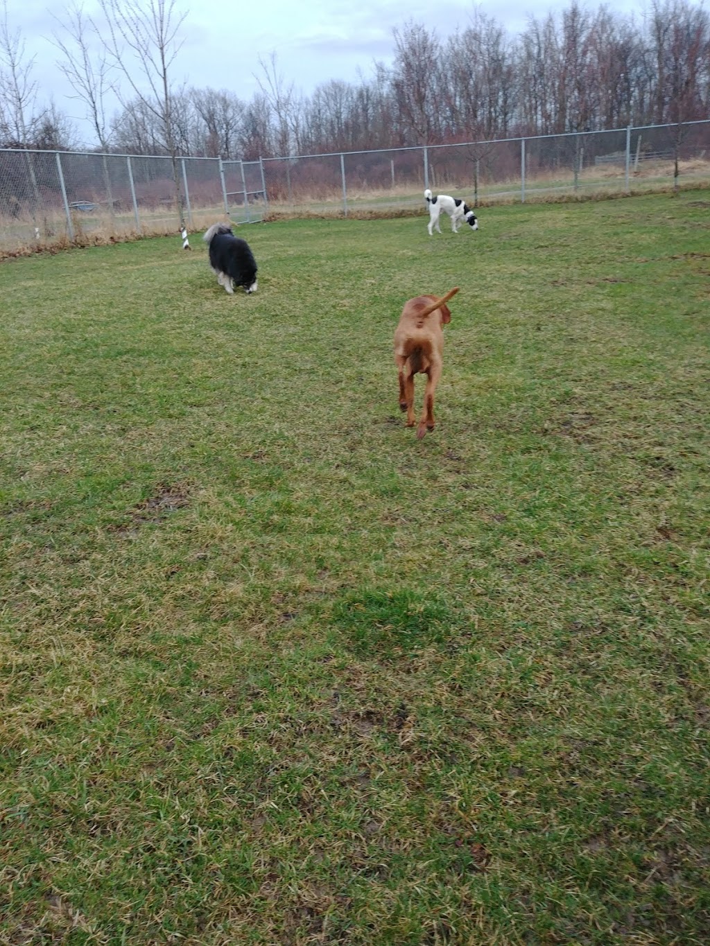 Meadowview Pet Resort | 1970 Polloway Rd, Niagara Falls, ON L2E 6S5, Canada | Phone: (905) 680-1258