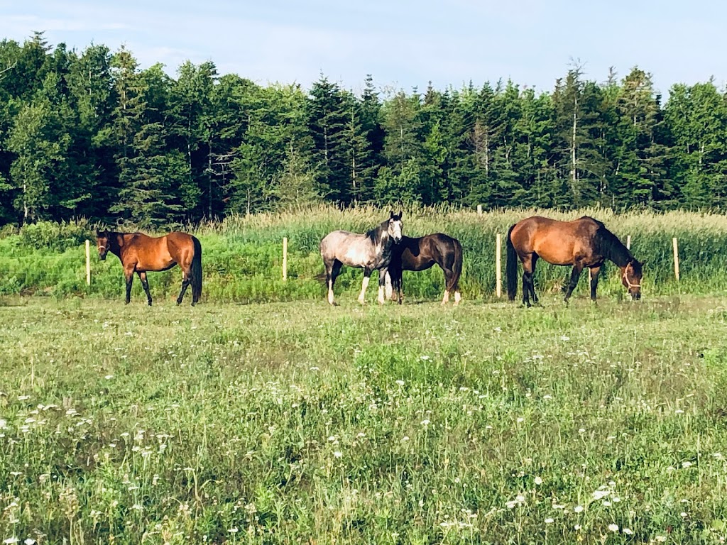 PPH Farms | 260 Maceachern Rd, Mount Herbert, PE C1B 3P7, Canada | Phone: (902) 628-7959
