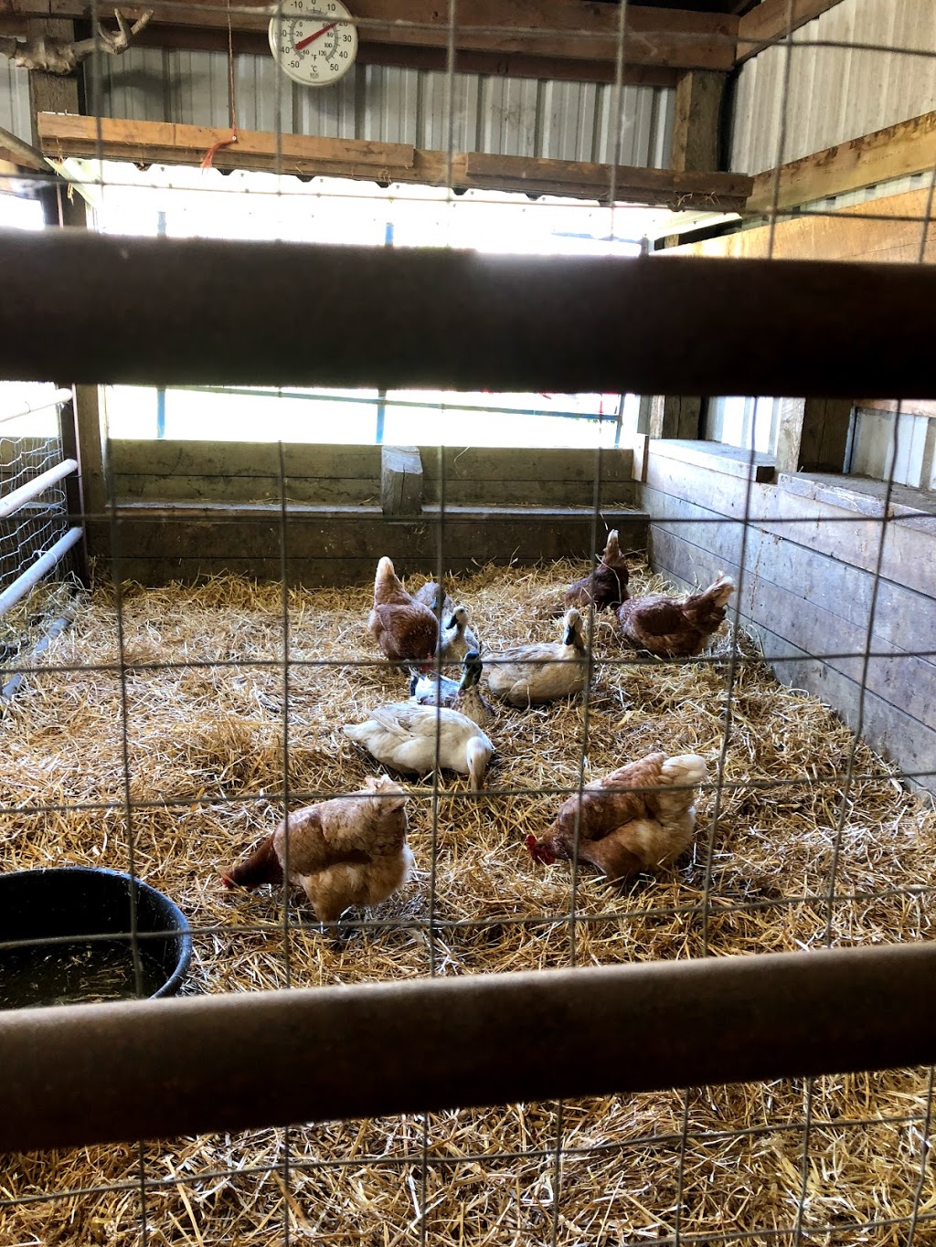 Edgar Farms | 1465 Township Rd 352, Innisfail, AB T4G 0M8, Canada | Phone: (403) 227-4120