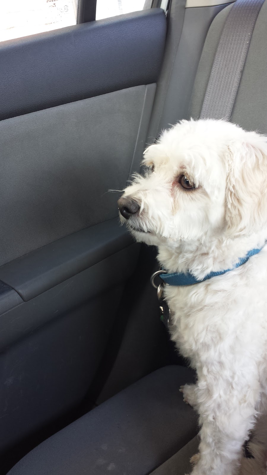 Pet Valu | 748 Sheppard Ave E, Willowdale, ON M2K 1C3, Canada | Phone: (416) 225-9274