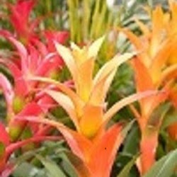 Extra Special Plant Care Ltd | 236 Cedardale Bay SW, Calgary, AB T2W 5C8, Canada | Phone: (403) 815-8637