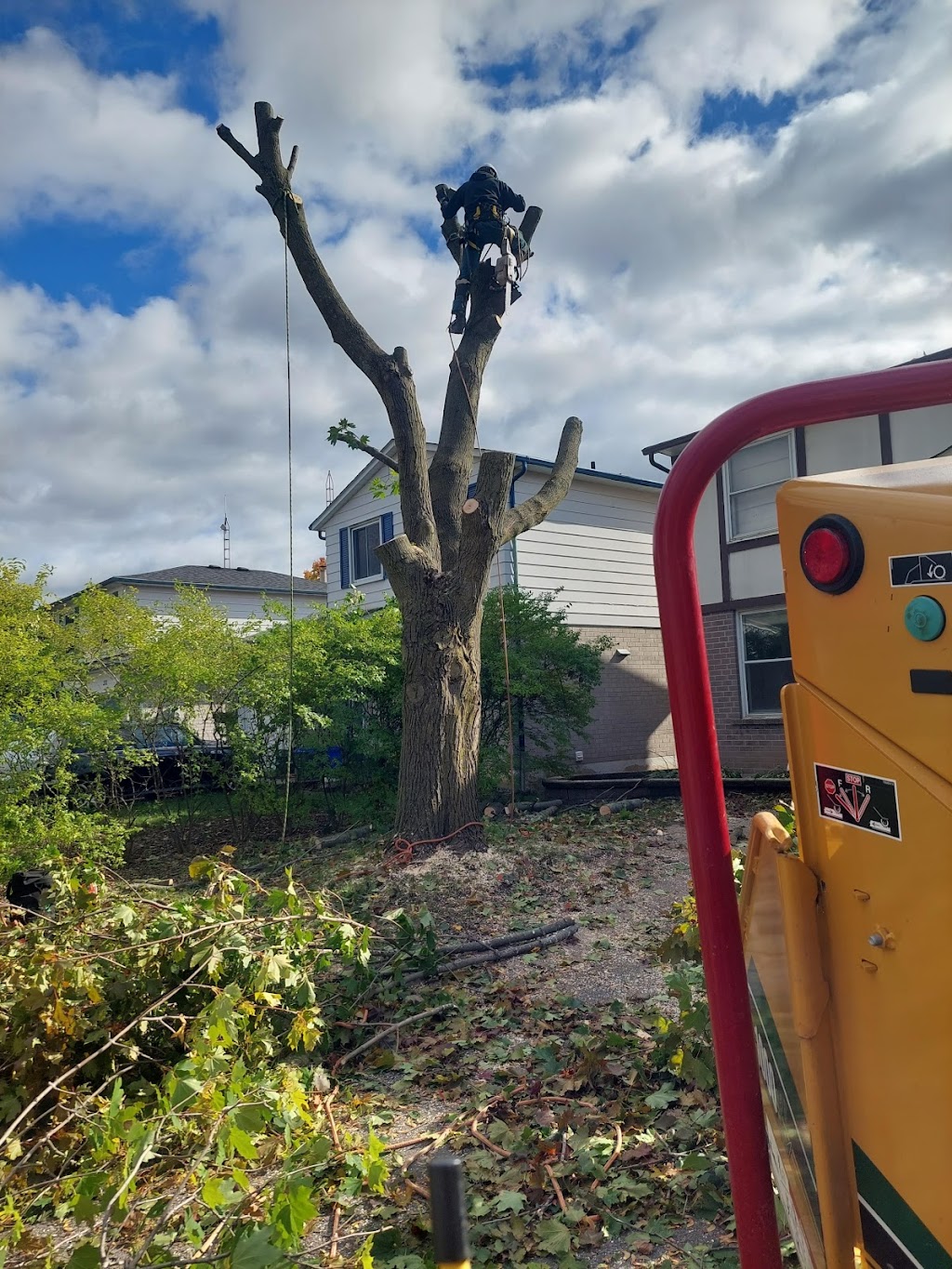 Branching Out Tree Services | 10 Pochon Ave, Port Hope, ON L1A 2X9, Canada | Phone: (905) 269-1673