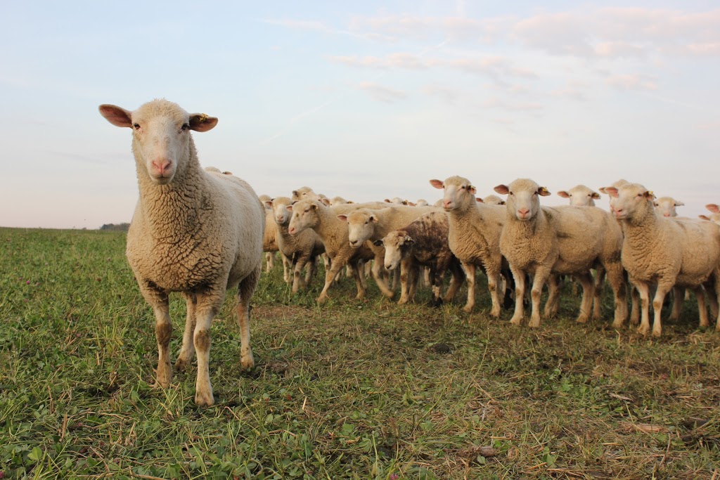 Circle R Livestock Ltd. | 7489 4 Line, Wallenstein, ON N0B 2S0, Canada | Phone: (519) 669-4146