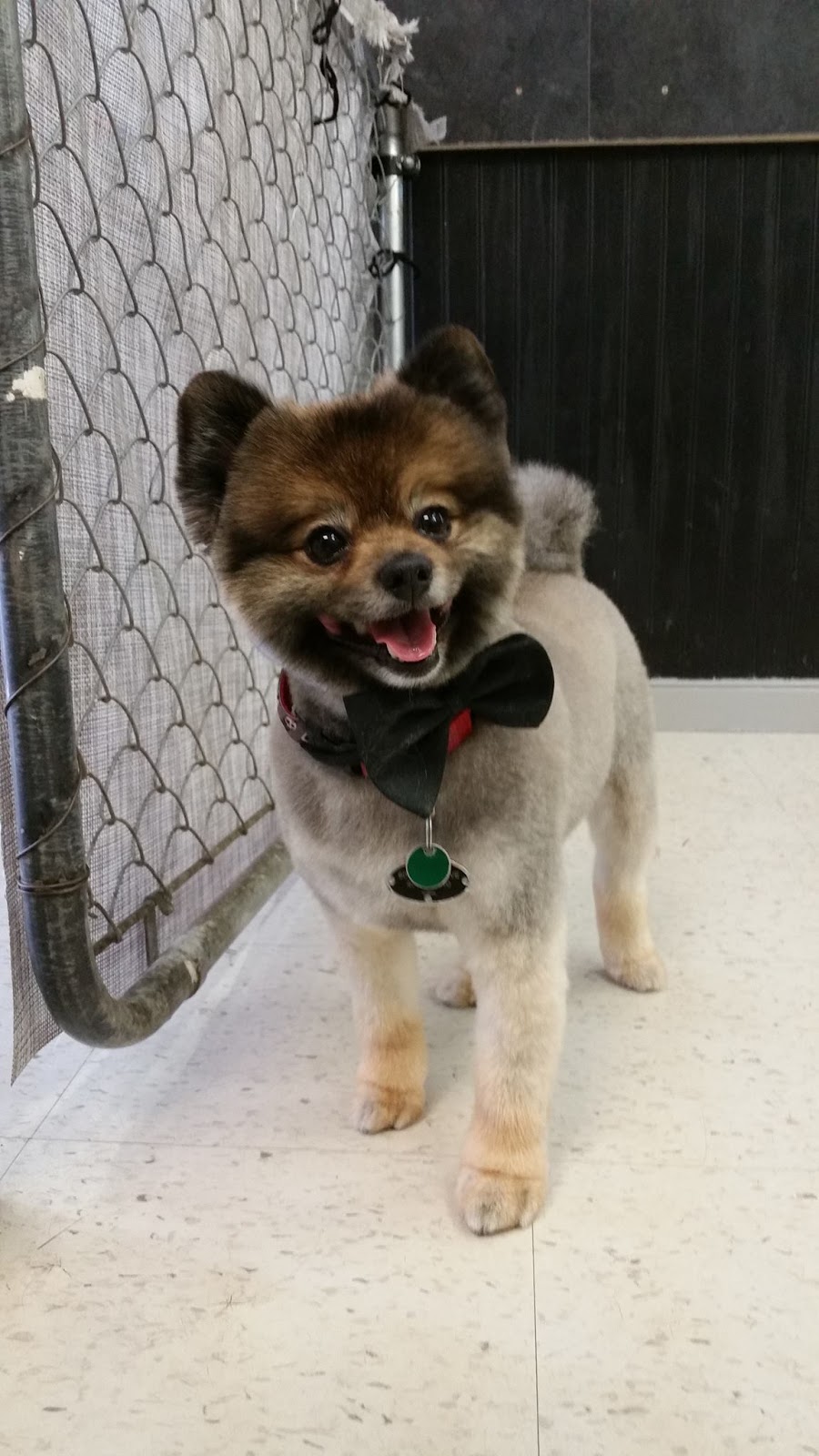 Bath to Bow Grooming Salon | 10015 Oakfield Dr SW #3, Calgary, AB T2V 1S9, Canada | Phone: (403) 226-8480
