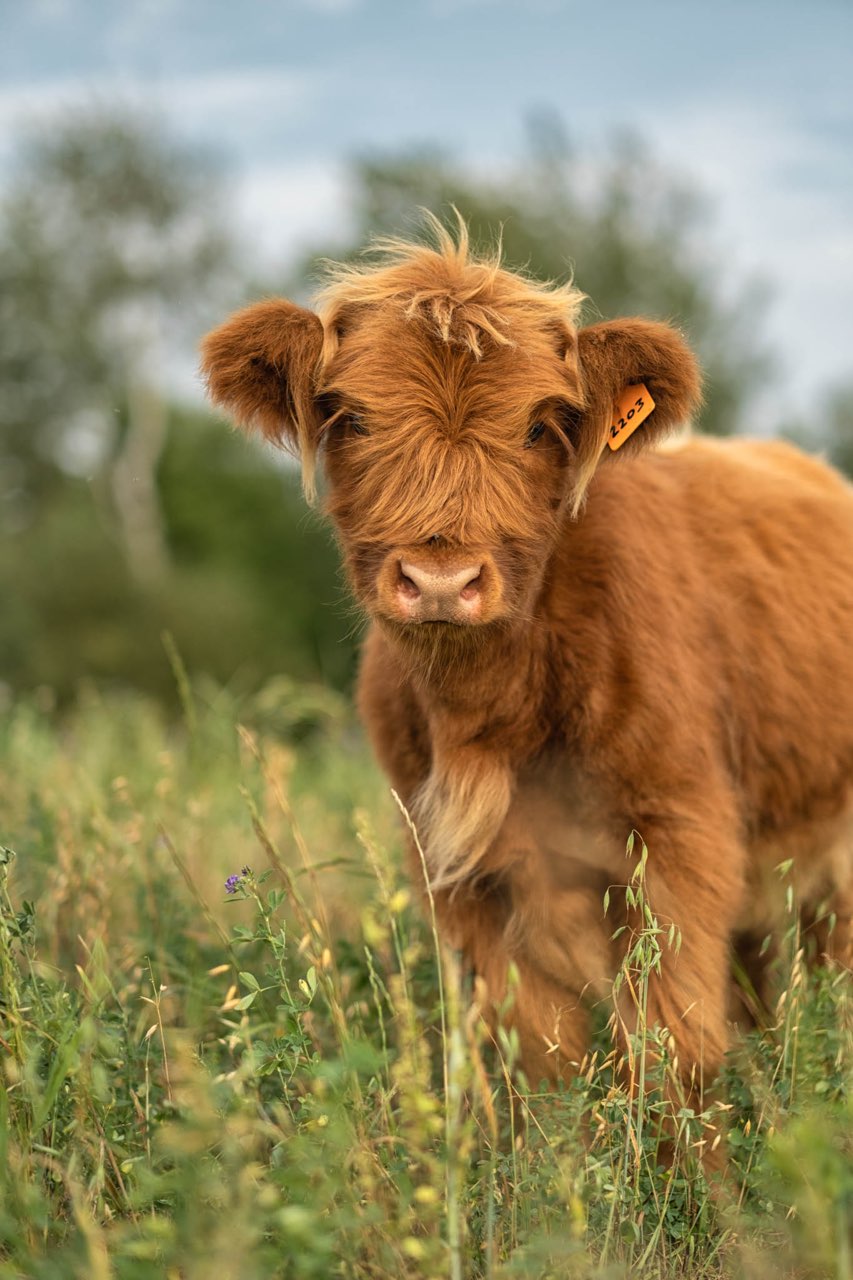 Springer Lake Farms | 45184 Browntown Rd, Listowel, ON N4W 3G7, Canada | Phone: (519) 498-3298