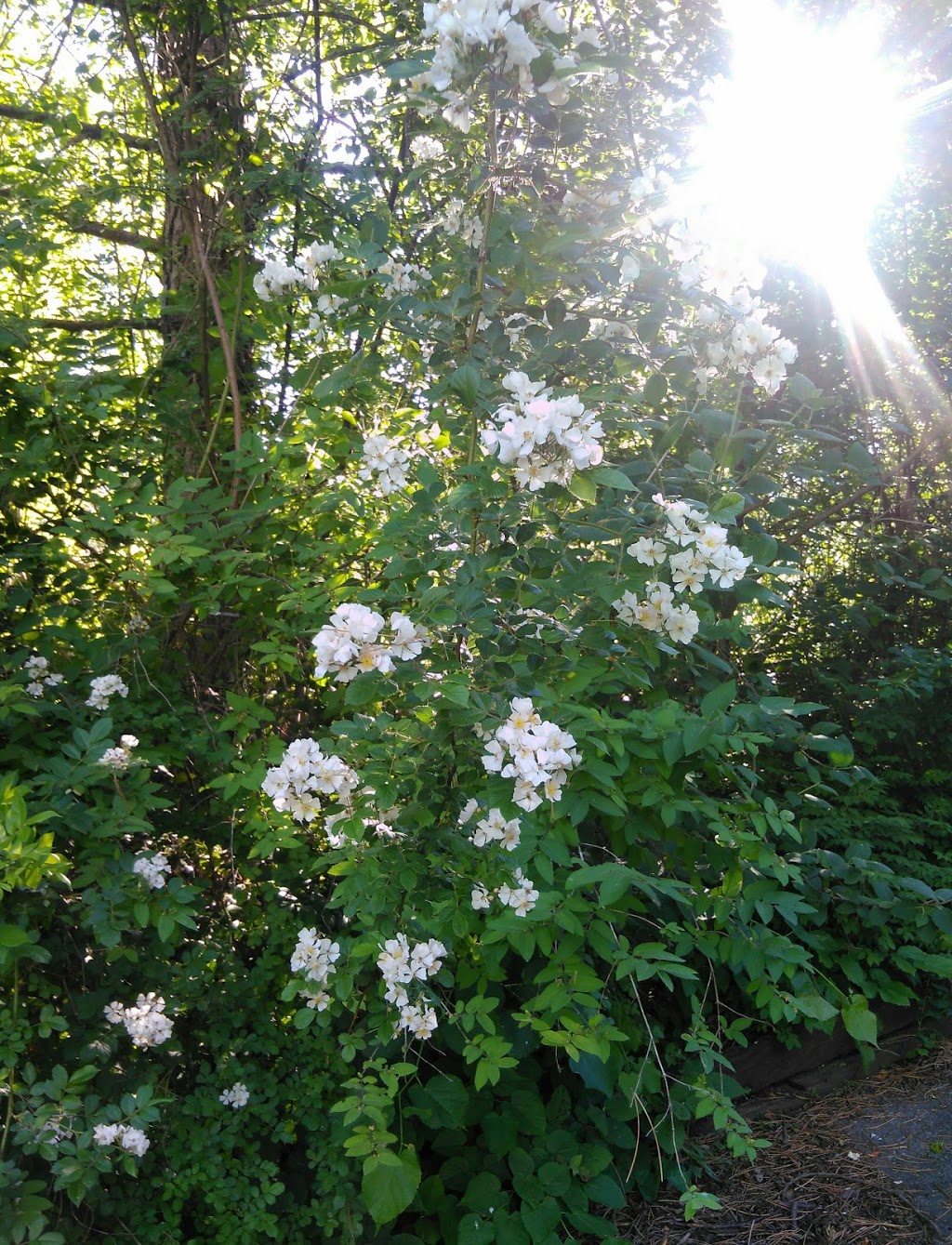 Merritt Island Park | Welland Canal Trail, Welland, ON L3B, Canada | Phone: (905) 732-6333