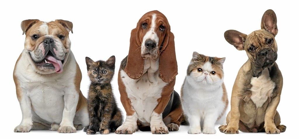S.O.S. Félin Canin - Éducation canine | 214 Rue Blake, Notre-Dame-du-Bon-Conseil, QC J0C 1A0, Canada | Phone: (819) 473-3460