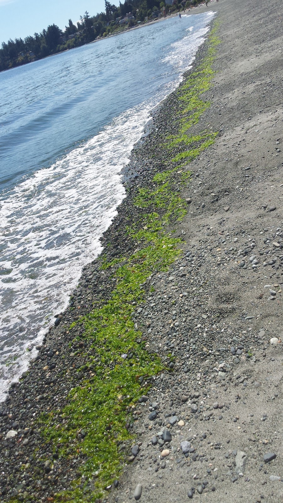 McMorran Park and Beach Access | 5115 Cordova Bay Rd, Victoria, BC V8Y 2K1, Canada