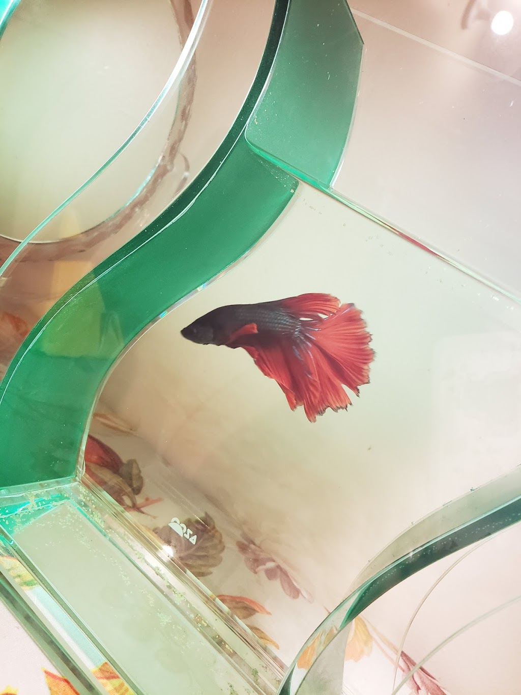 Aquapets | 680 Silver Star Blvd, Scarborough, ON M1V 5N1, Canada | Phone: (416) 292-1688
