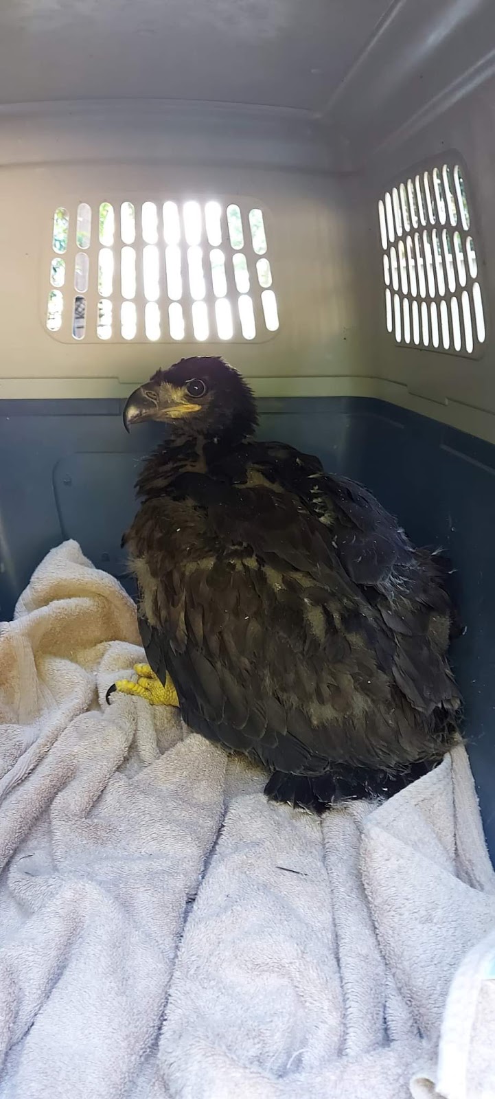 Coastal wildlife rescue and conflict resources services | 7871 Redrooffs Rd, Halfmoon Bay, BC V0N 1Y1, Canada | Phone: (604) 399-8502
