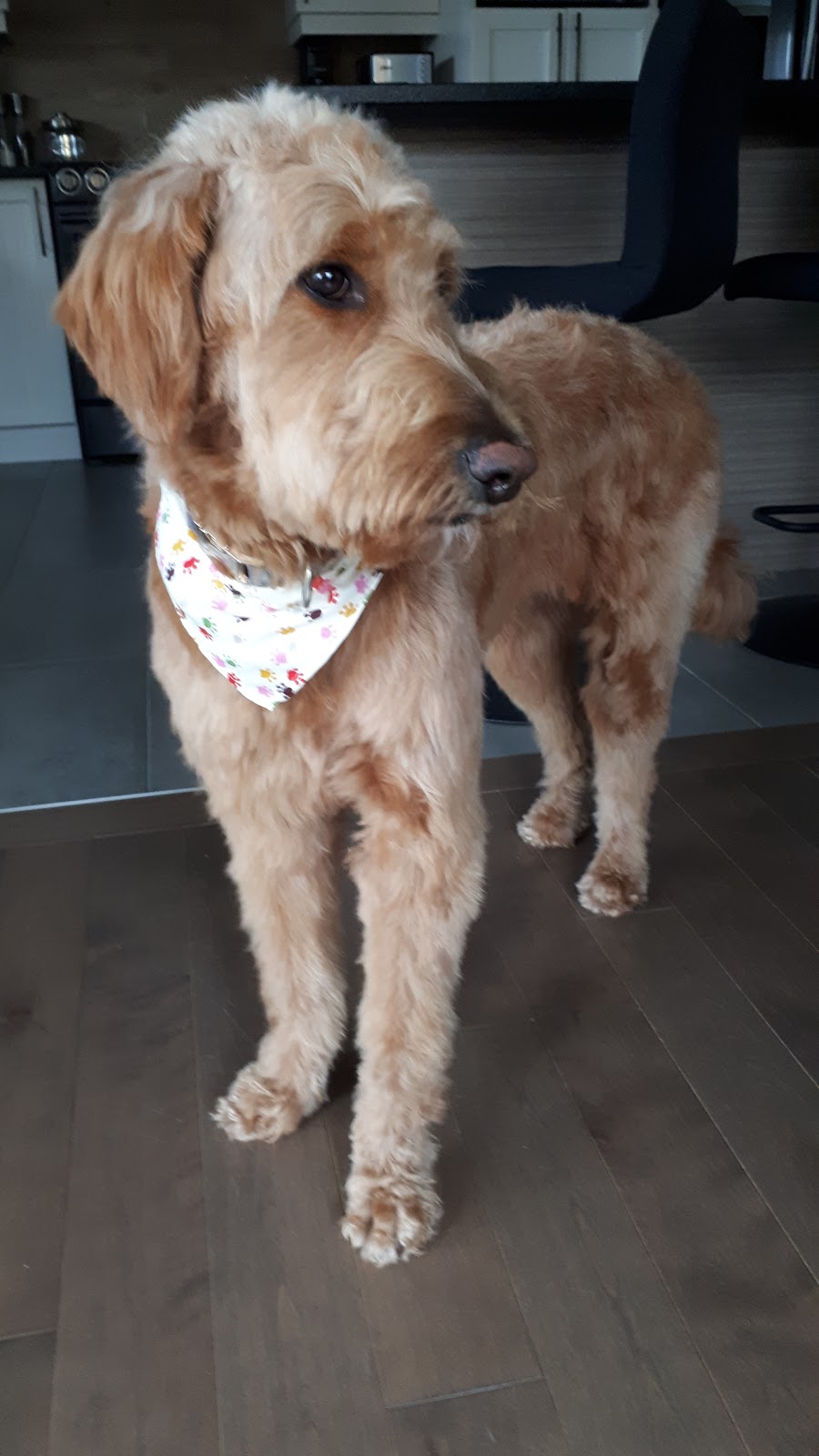 Animalerie Les Delices Katou | 1355 Boulevard Bona Dussault, Saint-Marc-des-Carrières, QC G0A 4B0, Canada | Phone: (418) 268-8181