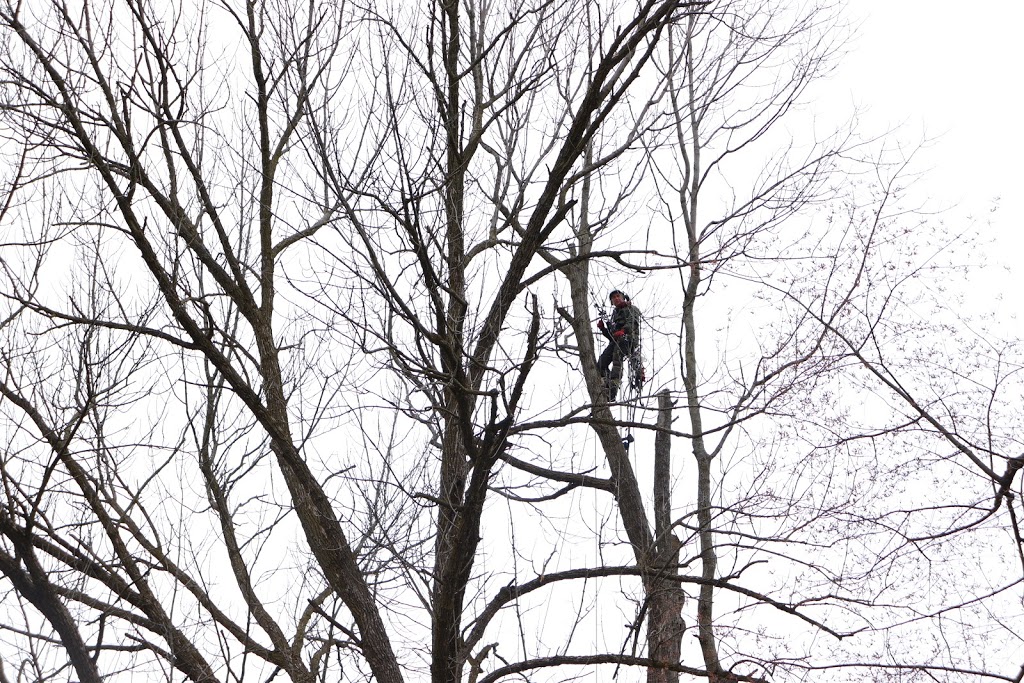 King Tree Service | 19 Dianne Ave, Cambridge, ON N1S 3J4, Canada | Phone: (519) 620-7165