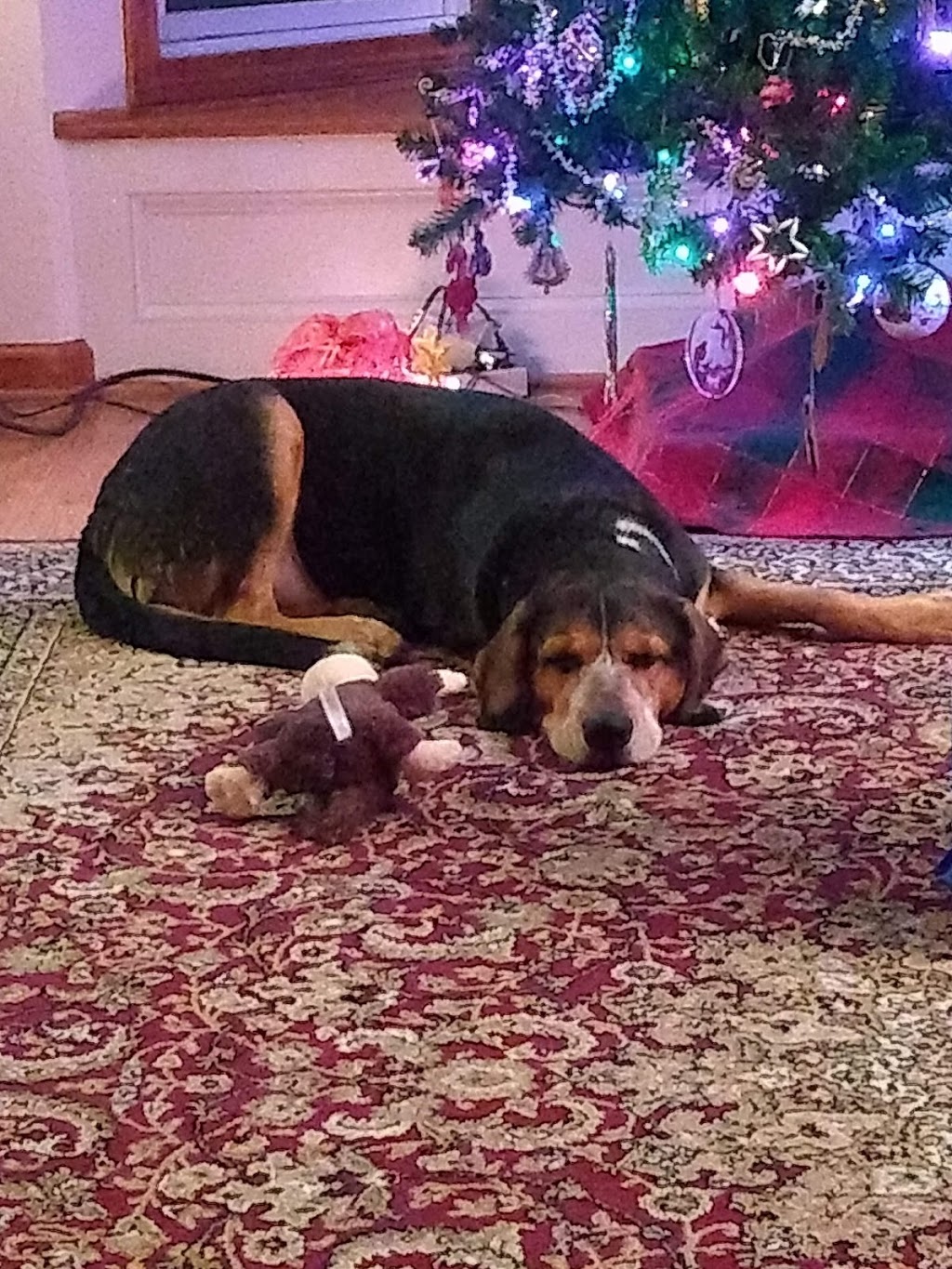 Millersport Animal Hospital | 3210 Millersport Hwy, Getzville, NY 14068, USA | Phone: (716) 688-9424