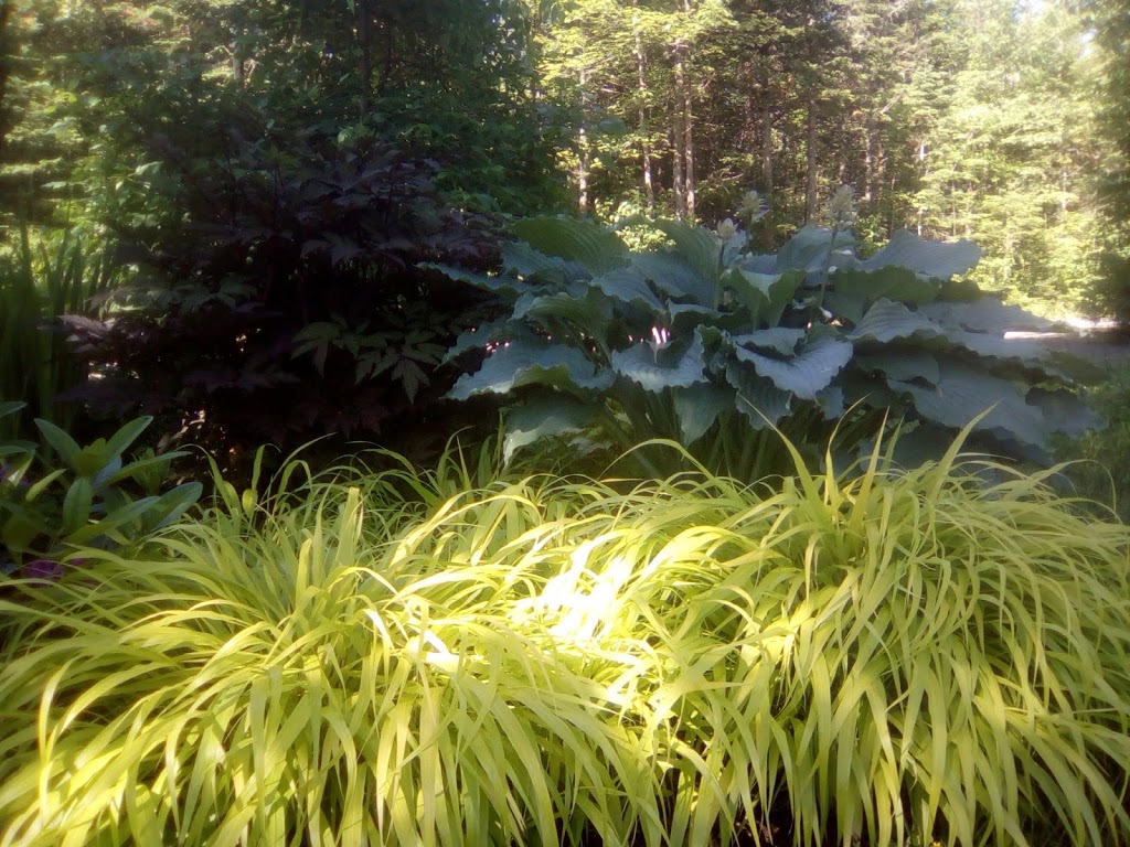 Les Vivaces du Merle Bleu | 2003 Route de Chute Panet, Saint-Raymond, QC G3L 4P8, Canada | Phone: (418) 337-8157