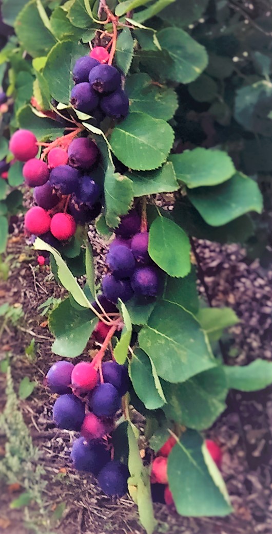 Crystal Beach Orchards | Railway Ave., Harris, SK S0L 1K0, Canada | Phone: (306) 270-5699