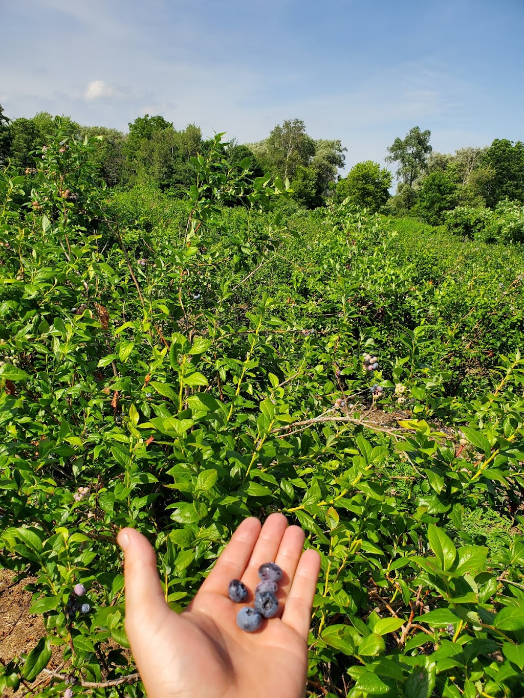 The Blueberry Patch | 289 Brant County Hwy 53, Burford, ON N0E 1A0, Canada | Phone: (519) 458-8066