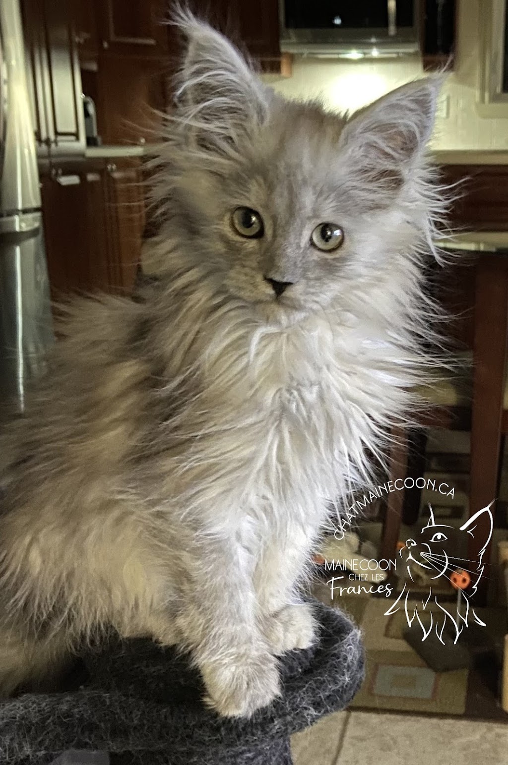 Chatterie Maine Coon FH (les Frances) | Rue St Étienne, LAssomption, QC J5W 1Y5, Canada | Phone: (514) 836-1560