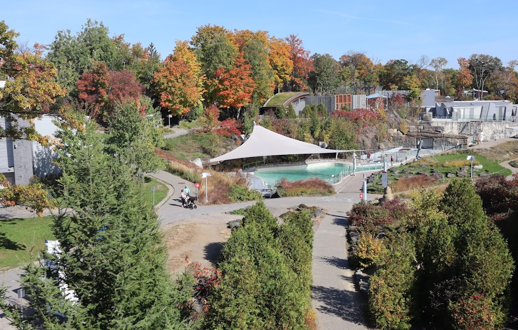 Bassin des phoques | 1675 Av. des Hôtels, Québec, QC G1W 4S3, Canada | Phone: (418) 659-5264