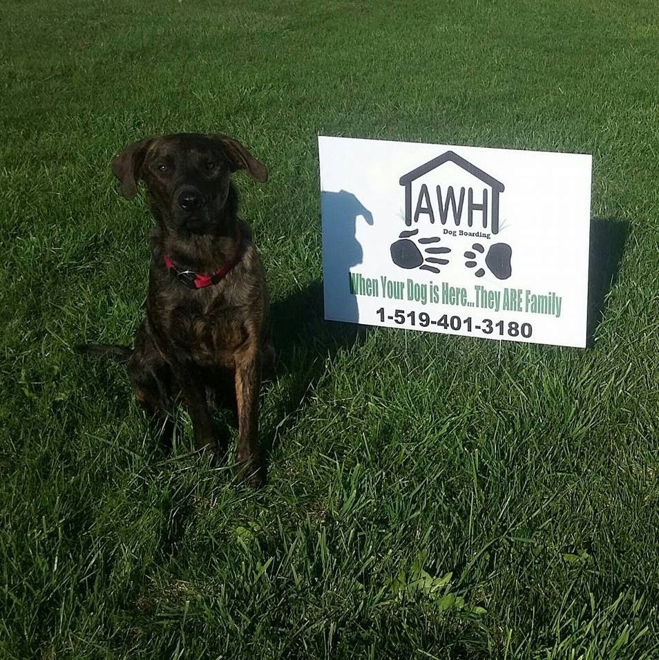 Aunt Wendys Home Dog Boarding | 8443 Heritage Line, Wallaceburg, ON N8A 4L3, Canada | Phone: (519) 401-3180