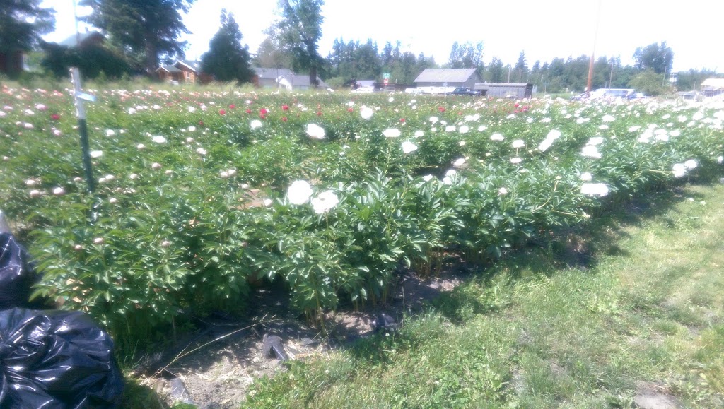 Pure Peonies | 2949 E Badger Rd, Everson, WA 98247, USA | Phone: (360) 966-7878