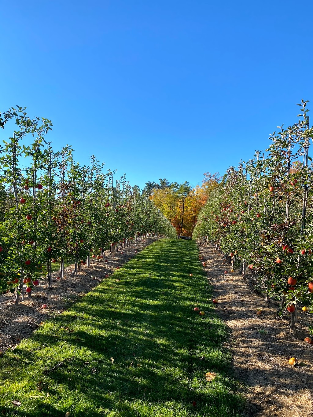 Chudleigh’s Entertainment Farm | 9528 Regional Rd 25, Milton, ON L9T 2X7, Canada | Phone: (905) 878-9547