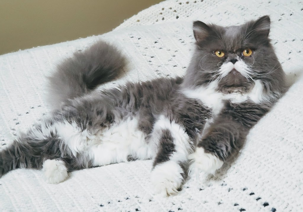 Carlas Royal Persians & Himalayans | Fairview Ave, St Thomas, ON N5R 4X7, Canada | Phone: (548) 888-9924