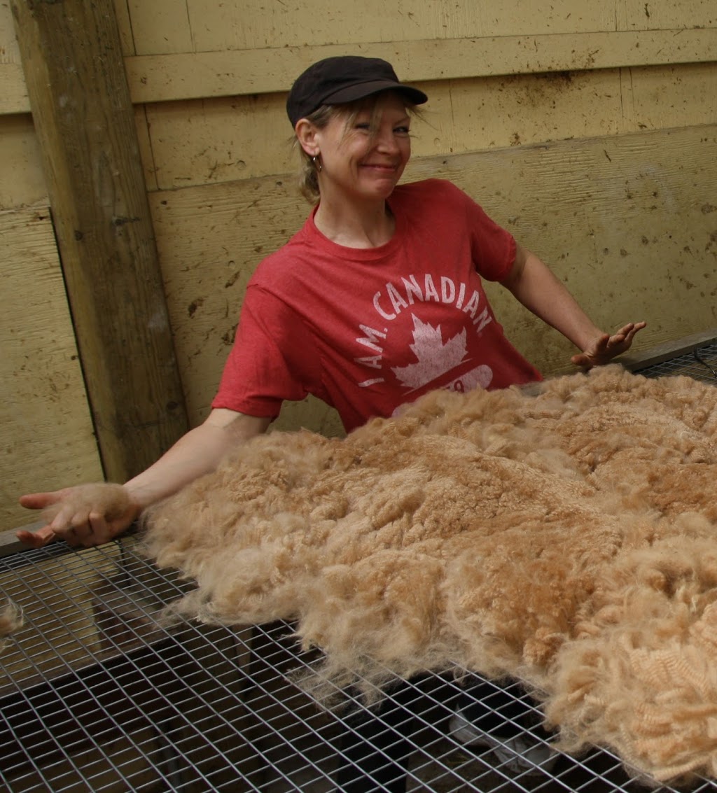 Arriba Linea Alpacas | 696 Kawartha Lakes County Rd 36, Lindsay, ON K9V 4R3, Canada | Phone: (647) 223-8950