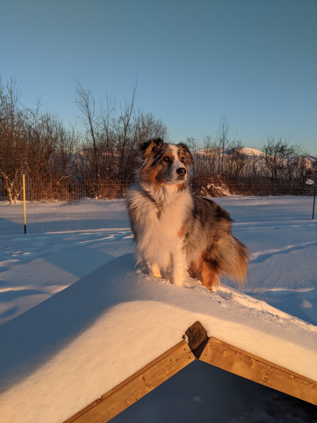 Country Canines Play Park - London | Wonderland Road South and, ON-402, London, ON N6P 1G5, Canada | Phone: (613) 878-2309