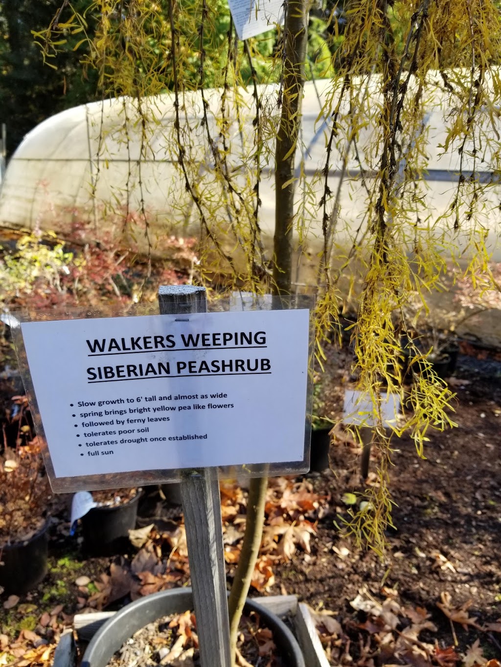 Wheelbarrel Nursery | 2280 South Rd, Gabriola, BC V0R 1X7, Canada | Phone: (250) 247-8728