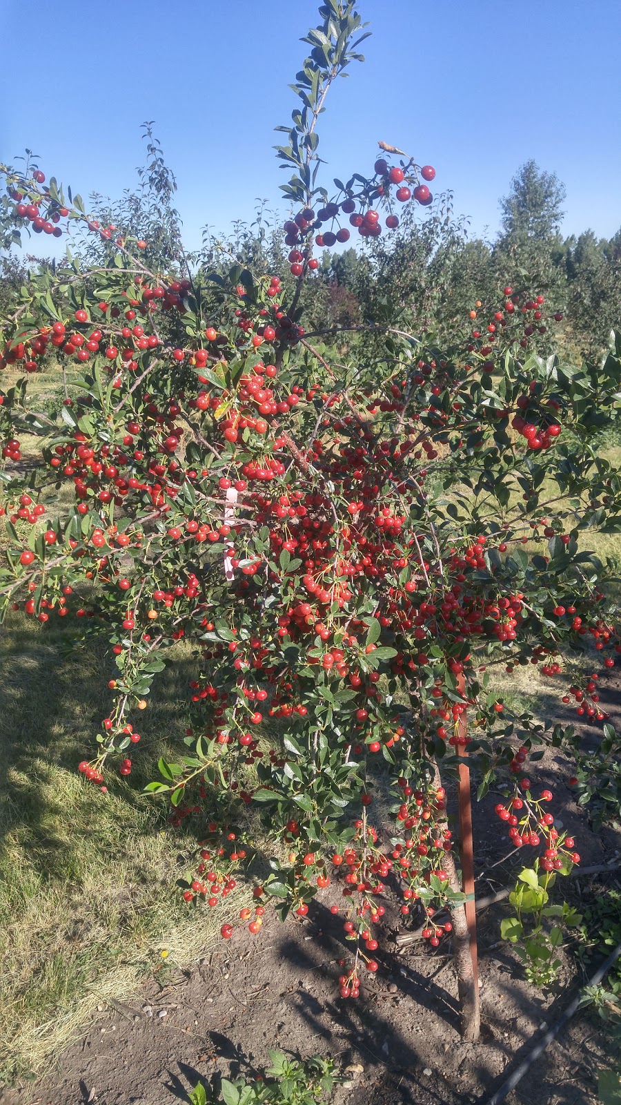 5 Star Trees LTD. | Foothills County, AB T0L 0A0, Canada | Phone: (403) 256-2089